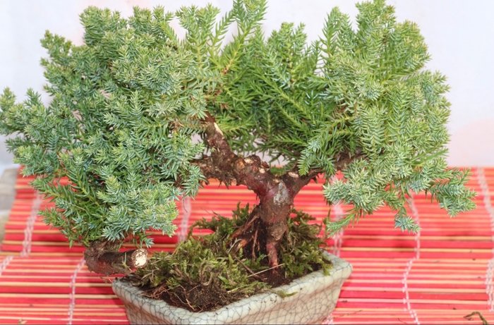 Bonsai ginepro (Juniperus) - Altezza (albero): 16 cm - Profondità (albero): 25 cm - Giappone