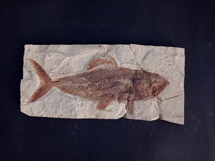 Peixe - Matriz fóssil - Grande Halec Microlepis con la prole - 260 mm - 1115 mm