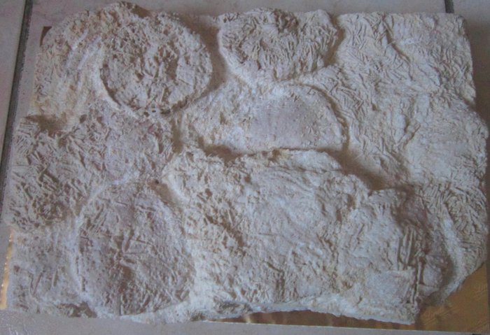 Oursin - Matrice fossile - tripneuste parkinsoni - 29 cm - 20 cm  (Sans Prix de Réserve)