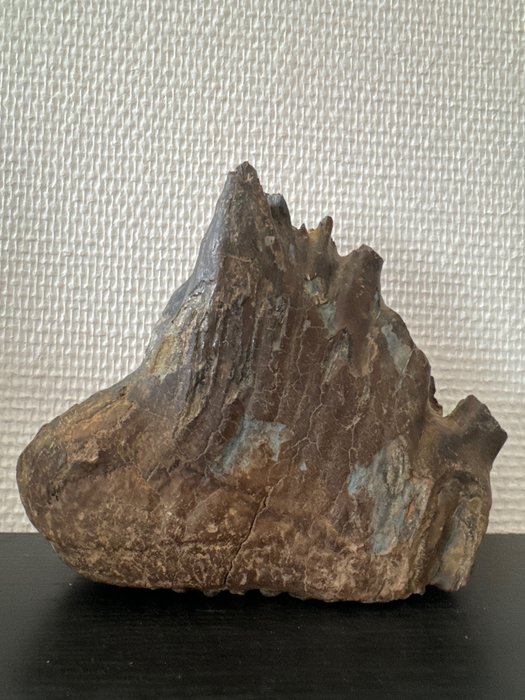 Mammouth laineux - Molaire fossile - Dent fossile - 17.5 cm - 14.1 cm
