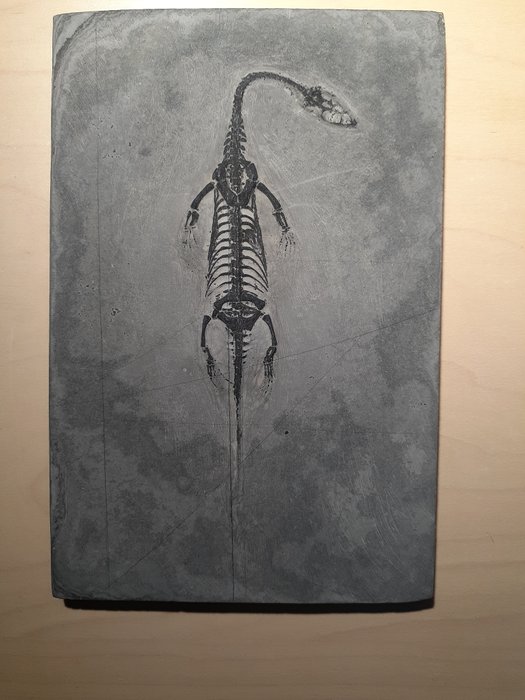 Reptil - Esqueleto fósil
