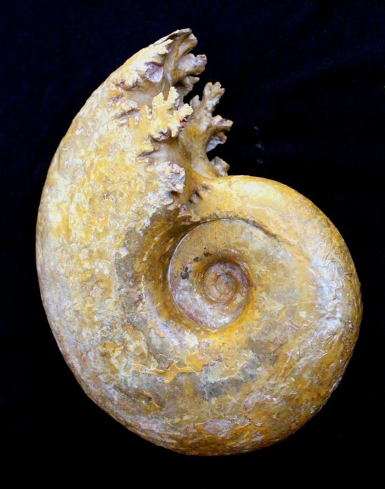 Ammoniitti ompeleilla - Kivettynyt simpukka - Pachylytoceras - 19 cm - 6 cm