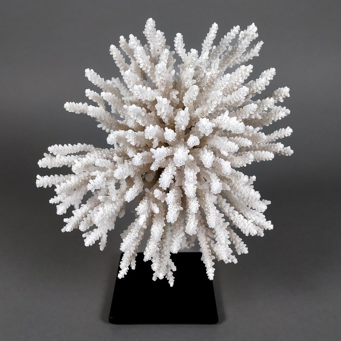 Exemplar foarte decorativ de deget de coral Schelet - Acropora humilis - 16 cm - 13 cm - 16 cm- CITES Anexa II - Anexa B din UE