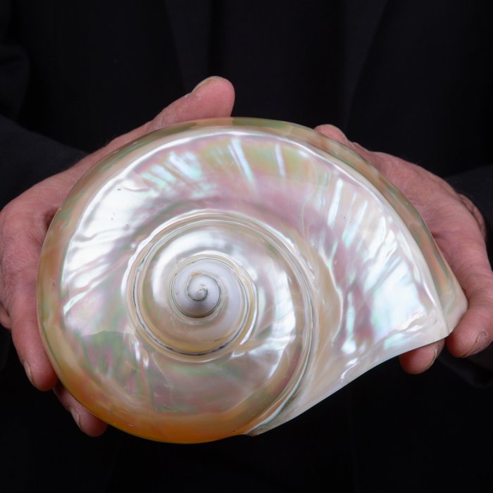 Perłowy ślimak morski turban - niesamowity - masa perłowa - Turbo Marmoratus - dodatkowy rozmiar - Wysokość: 184 mm - Szerokość: 182 mm- 726 g