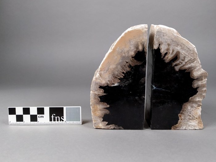 Palmera petrificada - Planta fosilizada - 13.5 cm - 4.5 cm