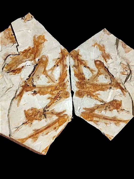 Pair matrix - Fossilised animal - Lycoptera - 33 cm - 18 cm  (No Reserve Price)