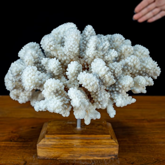 Ramos naturais de coral branco - Acropora Florida, em stand- 1621.83 g