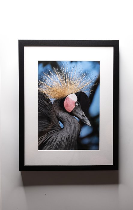Thomas Bertson - Crowned Crane (Limited Edition)