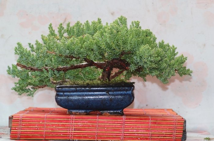 Juniper bonsai (Juniperus) - 高度 (樹): 15 cm - 深度 (樹): 40 cm - 日本