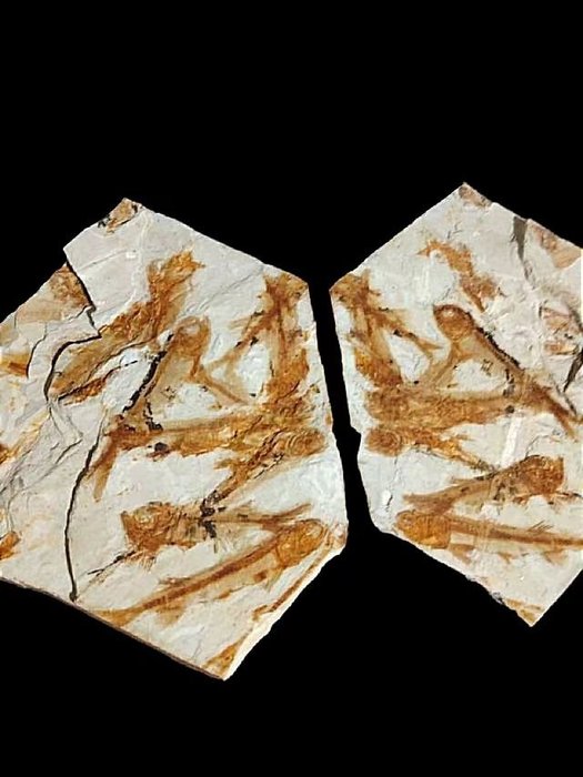 Pair matrix - Fossilised animal - Lycoptera - 33 cm - 18 cm