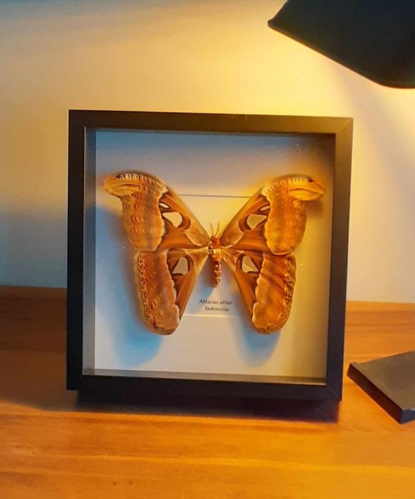 Lijst (1) - Lijst met grote vlinder Attacus Atlas Indonesië  - Glas
