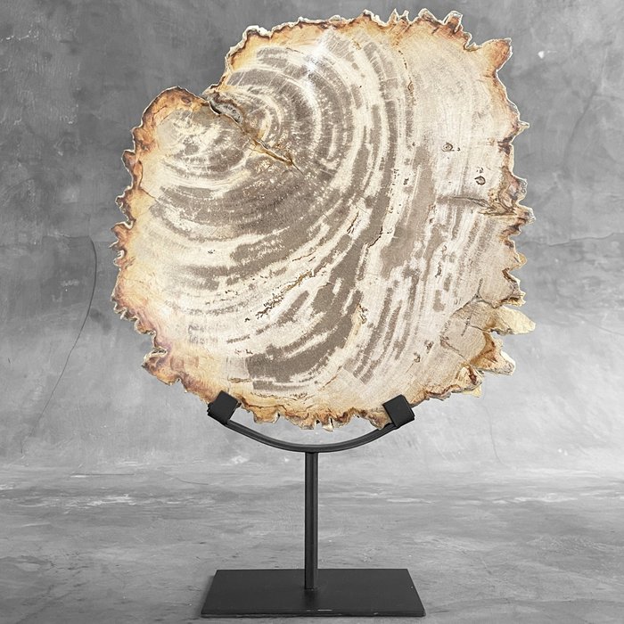 INGET RESERVPRIS - Underbar skiva Petrified Wood på ett anpassat stativ - Fossiliserat trä - Petrified Wood - 43 cm - 31 cm