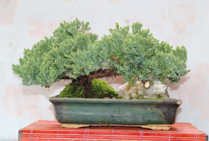 Enebærtræs bonsai (Juniperus) - Højde (Træ): 18 cm - Dybde (Træ): 37 cm - Japan