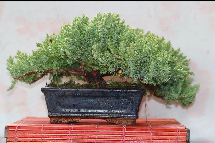 Bonsai jałowiec (juniperus) - Wysokość (drzewko): 16 cm - Głębokość (drzewko): 45 cm - Japonia