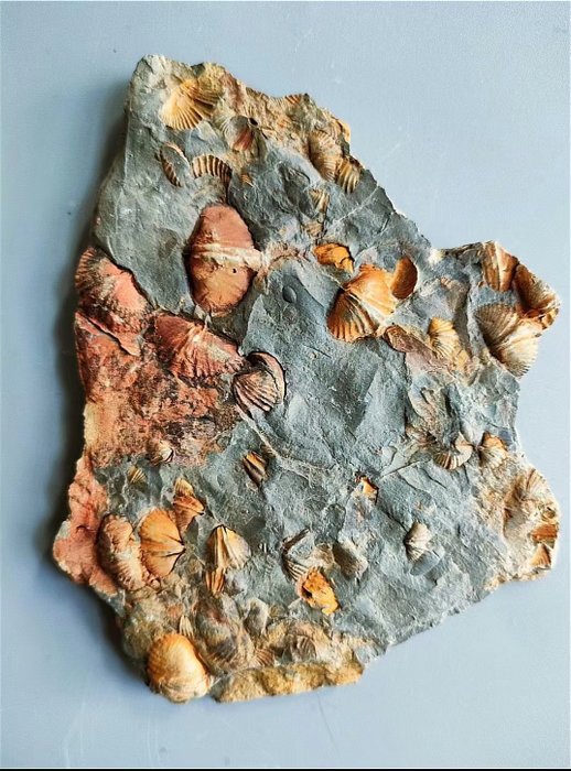 Cyrtiopirifersinensis - Concha fosilizada - Colorful small stone swallow - 11,5 cm - 9,6 cm  (Sin Precio de Reserva)