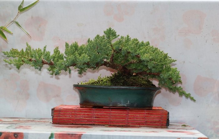Bonsái de junípero (Juniperus) - Altura (árbol): 19 cm - Profundidad (árbol): 56 cm - Japón