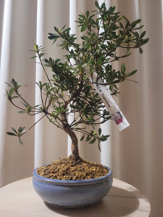 Azalea bonsai (Rhododendron) - Høyde (tre): 34 cm - Dybde (tre): 22 cm - Japan