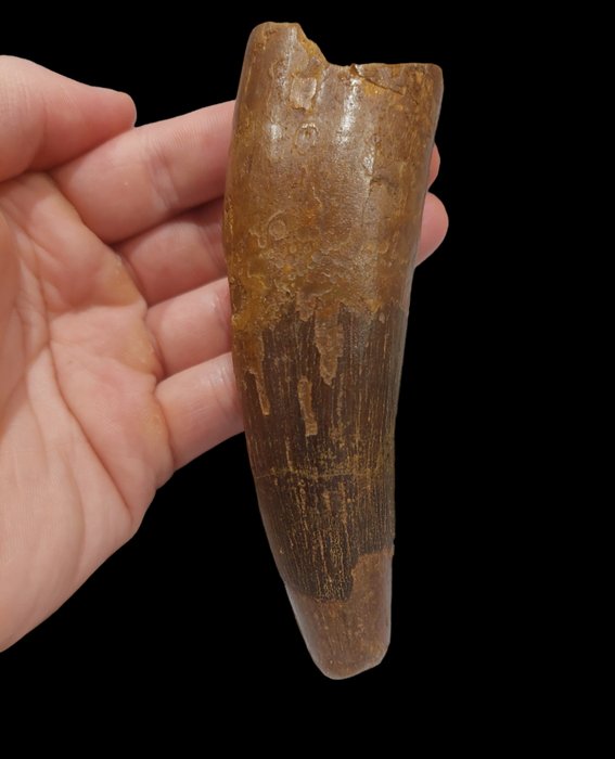 Enorme Spinosauro - Denti fossili - 12.5 cm - 4 cm