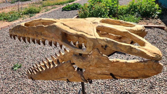 Mosassauro - Crânio fóssil - 45 cm - 1 m