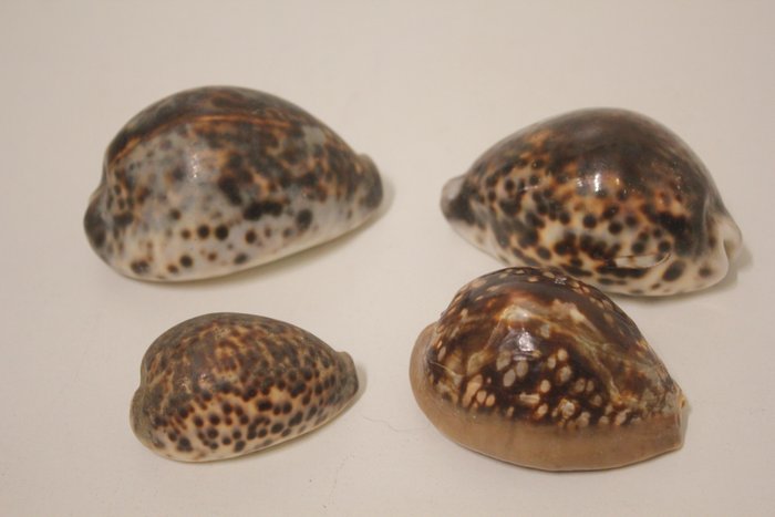 4 schelphoorns of Cypraea Tigris-schelp Zeeschelp - 4 conques ou coquillage Cypraea Tigris  (Zonder Minimumprijs)