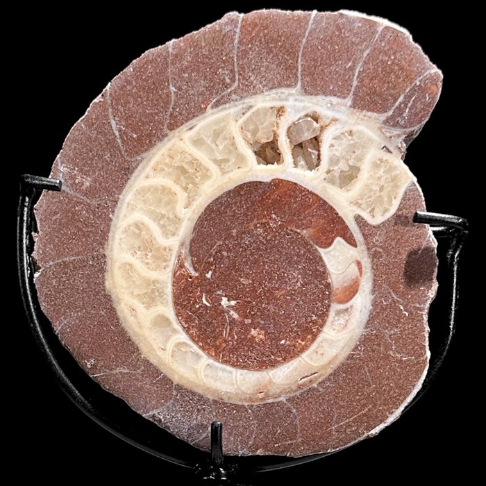 INGET RESERVPRIS - Fantastisk ammonit på ett anpassat stativ - Fossilt skelett - Ammonoidea - 14 cm - 6 cm