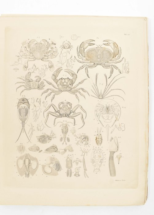 Hermann Burmeister, C.G. Giebel - Zoologischer Hand-Atlas zum Schulgebrauch und Selbstunterricht - 1860
