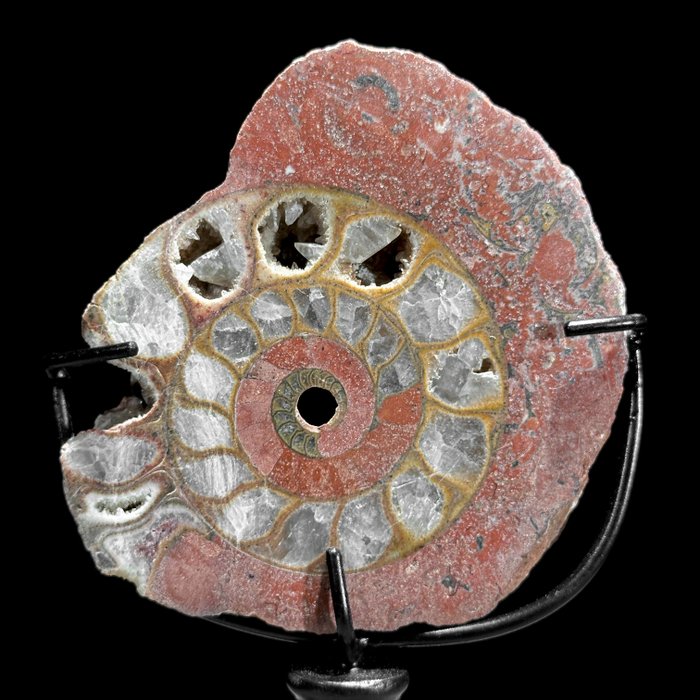 INGEN RESERVEPRIS - Fantastisk ammonit på et specialfremstillet stativ - Fossilt skelet - Ammonoidea - 14 cm - 6 cm