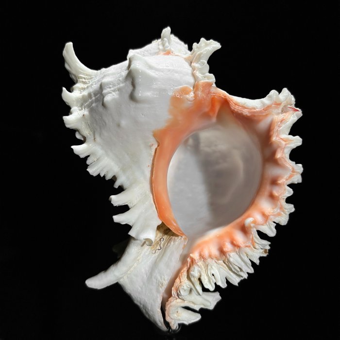 无底价 - 定制支架上错综复杂的分支骨螺螺 - 海贝 - Chicoreus ramosus