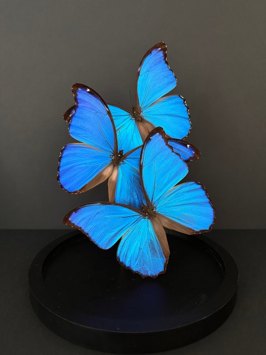 Schmetterling Taxidermie-Ganzkörpermontage - Morpho didius - 30 cm - 20 cm - 20 cm - Nicht-CITES-Arten