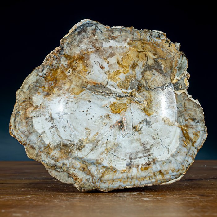 Tigela extraordinária de quartzo polida à mão AA++ Madeira petrificada- 2459.08 g