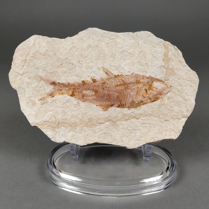 原始矩陣上的類似鯡魚的魚化石 - 安裝在定制支架上 - 動物化石 - Knightia eocaena - 13.7 cm - 8.8 cm