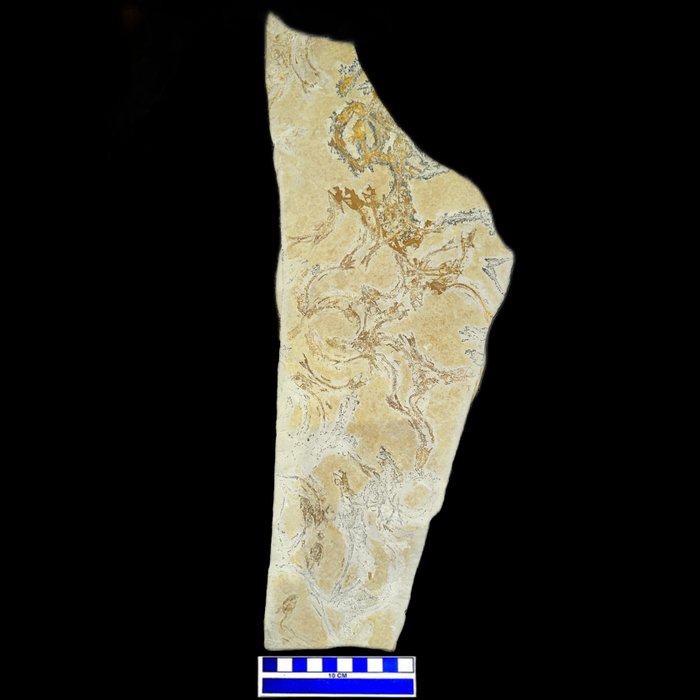 Fish - Fossil dødelighetsplate - mass mortality di Straptolepis sprattiformis - 48 cm - 17 cm