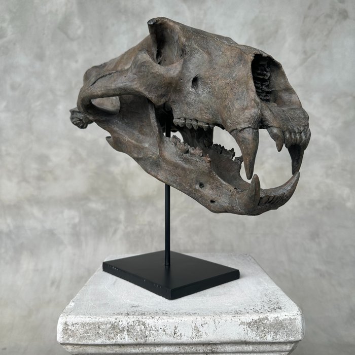 BEZ CENY REZERWOWEJ - Replika czaszki niedźwiedzia polarnego na niestandardowym stojaku - Jakość Uchwyt repliki taksydermii - Ursus Maritimus - 35 cm - 23 cm - 36 cm - 1