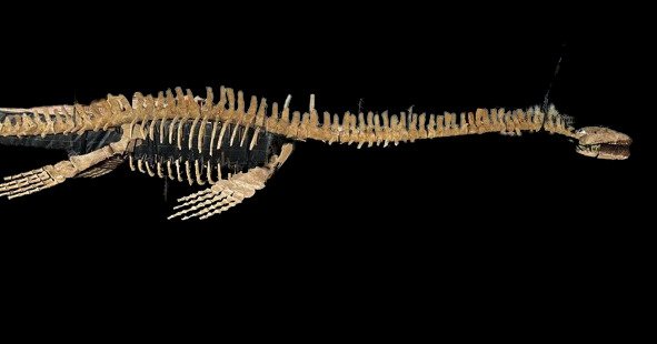 Tengeri hüllő - Fosszilis csontváz - Plesiosaurio - 4.3 m - 1.1 m