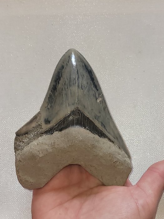Mégalodon - Dent fossile - 11 cm - 8.8 cm