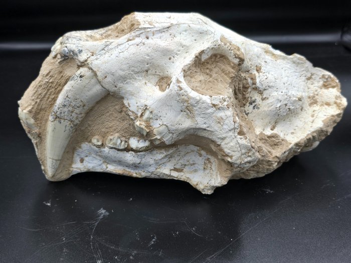 Gatto dai denti a sciabola - Cranio fossile - Rare Saber Cat Fossil - Megantereon nihowanensis - 18 cm - 27 cm