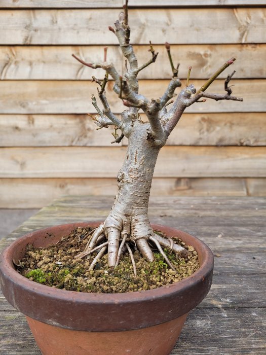 Tilia bonsai (lipa) - Wysokość (drzewko): 20 cm - Głębokość (drzewko): 13 cm - Holandia