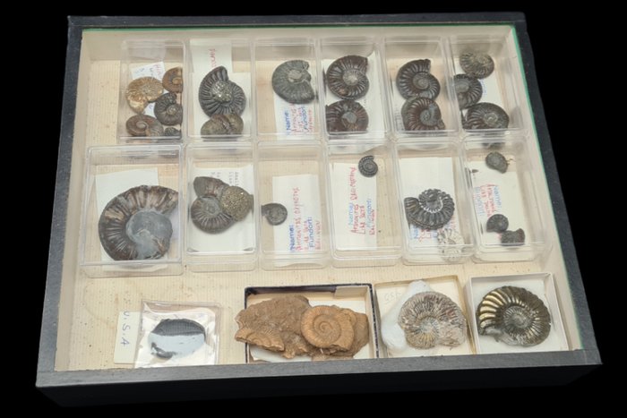 Large fossilized Ammonite collection -  - Dioraama - - 1940-1950 - Saksa