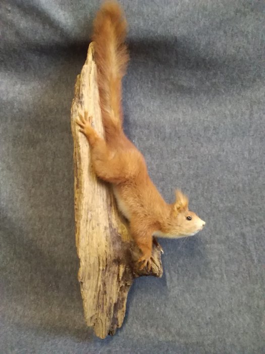 Écureuil roux - Support de corps entier pour taxidermie - Sciurus  vulgaris - 56 cm - 20 cm - 20 cm - EU Annex I