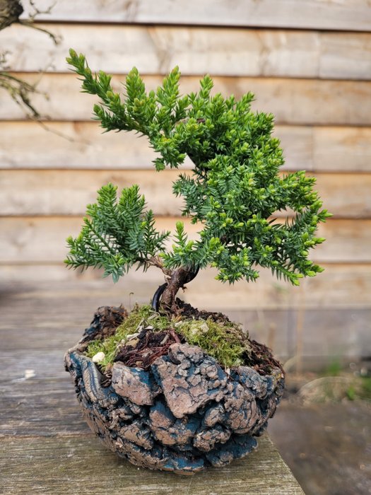 Enebærtræs bonsai (Juniperus) - Højde (Træ): 12 cm - Dybde (Træ): 10 cm - Holland