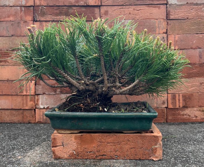 Kiefernbonsai (Pinus) - Höhe (Baum): 23 cm - Tiefe (Baum): 40 cm - Japan