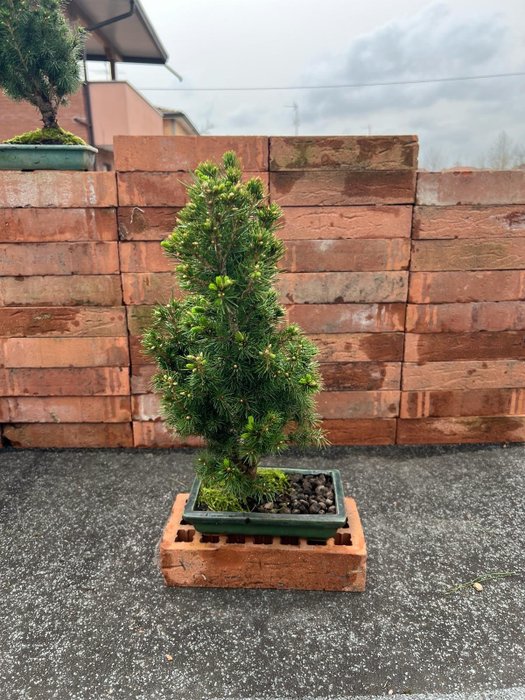 Bonsai świerk (pikea) - Wysokość (drzewko): 43 cm - Głębokość (drzewko): 19 cm - Japonia