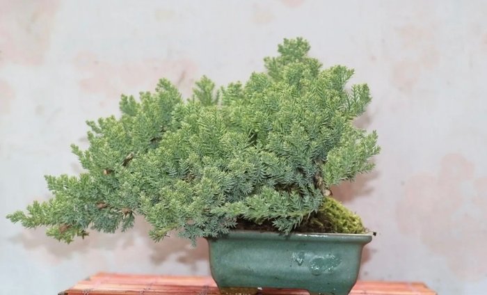Bonsai jałowiec (juniperus) - Wysokość (drzewko): 20 cm - Głębokość (drzewko): 30 cm - Japonia