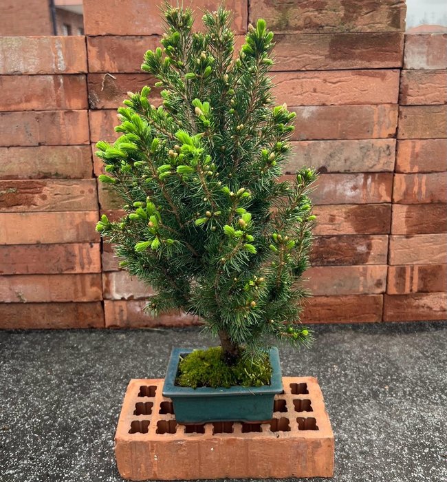 Spruce bonsai (Picea) - Magasság (fa): 43 cm - Mélység (fa): 25 cm - Japán