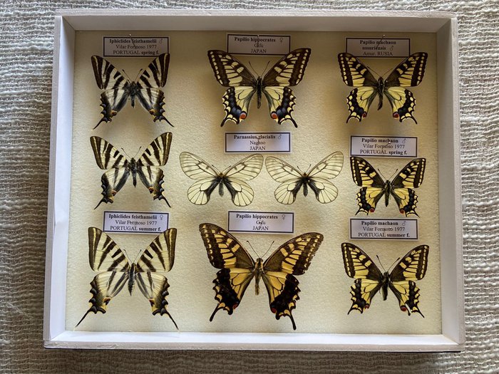 Schmetterling Taxidermie-Ganzkörpermontage - Parnassius and Papiio - 5 cm - 25 cm - 30 cm