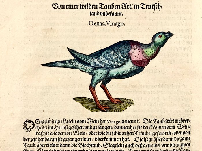 Conrad Gesner (1516-1565) - Vinaio Waalia, Bruce’s Green Pigeon, Dove, ornithology, hand coloured folio with woodcuts, 1582