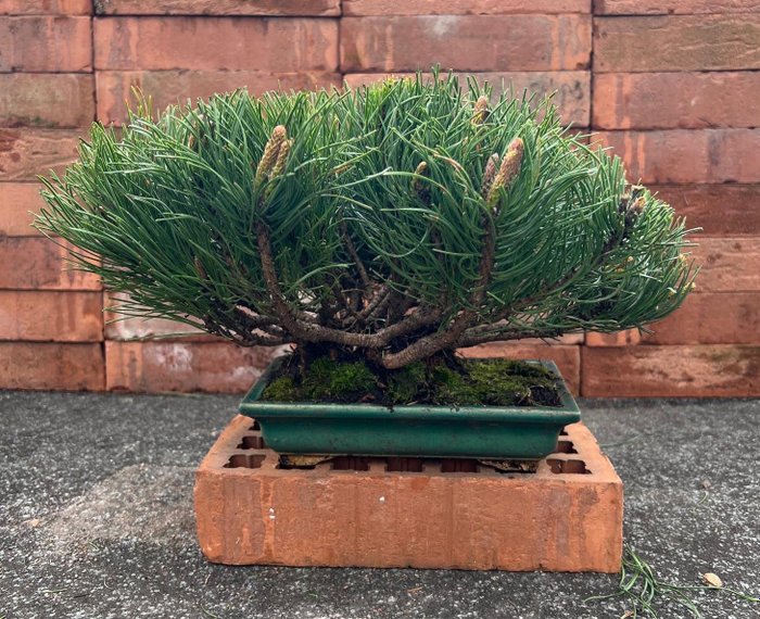 Bonsai sosna (pinus) - Wysokość (drzewko): 23 cm - Głębokość (drzewko): 40 cm - Japonia