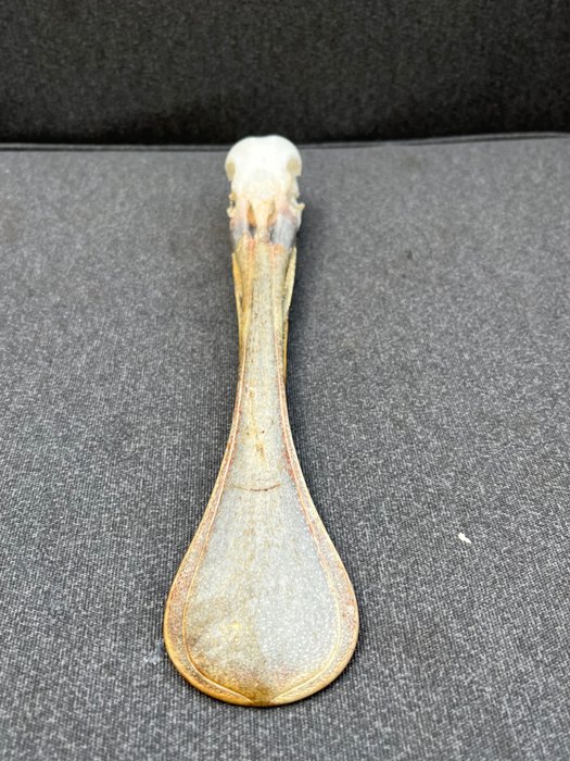 非洲琵鹭 - 鸟颅骨 - Platalea alba - 4 cm - 5 cm - 26 cm- 非《濒危物种公约》物种 -  (1)