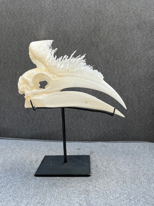 黑盔犀鳥 架立式頭骨 - Ceratogymna atrata - 22 cm - 7 cm - 19 cm- 非《瀕臨絕種野生動植物國際貿易公約》物種
