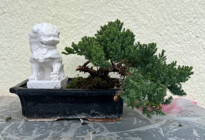 Enebærtræs bonsai (Juniperus) - Højde (Træ): 18 cm - Dybde (Træ): 32 cm - Japan